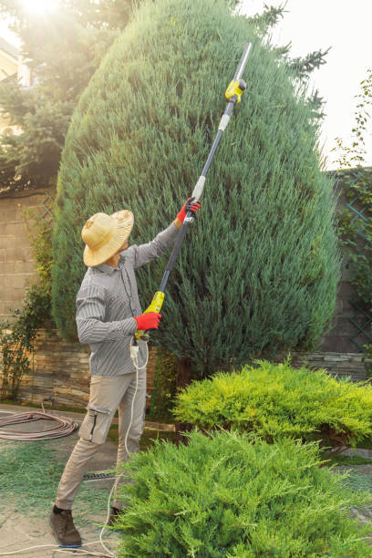 Best Tree Maintenance Programs  in Niceville, FL